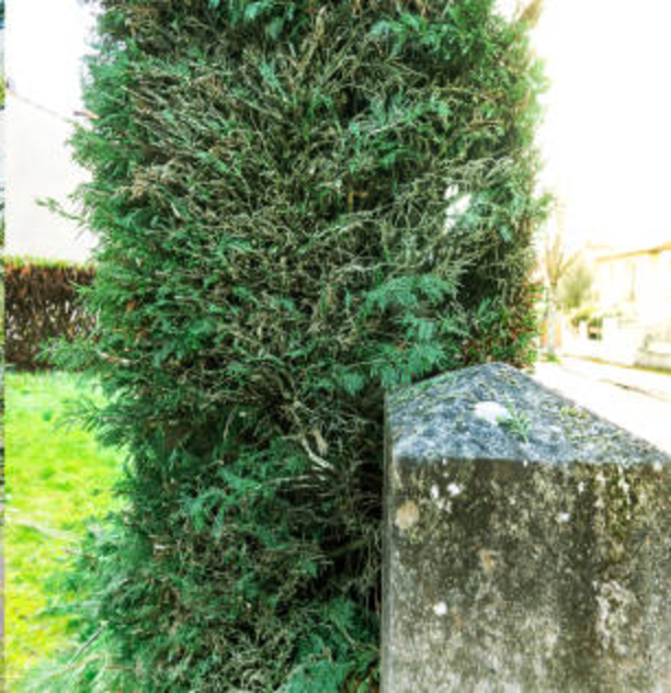 The same cypress after pruning - neat tapered shape with cleaner foliage and the lawn visible behind