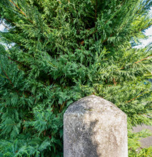 Overgrown ornamental cypress with sprawling, unkempt foliage in front of a garden pillar