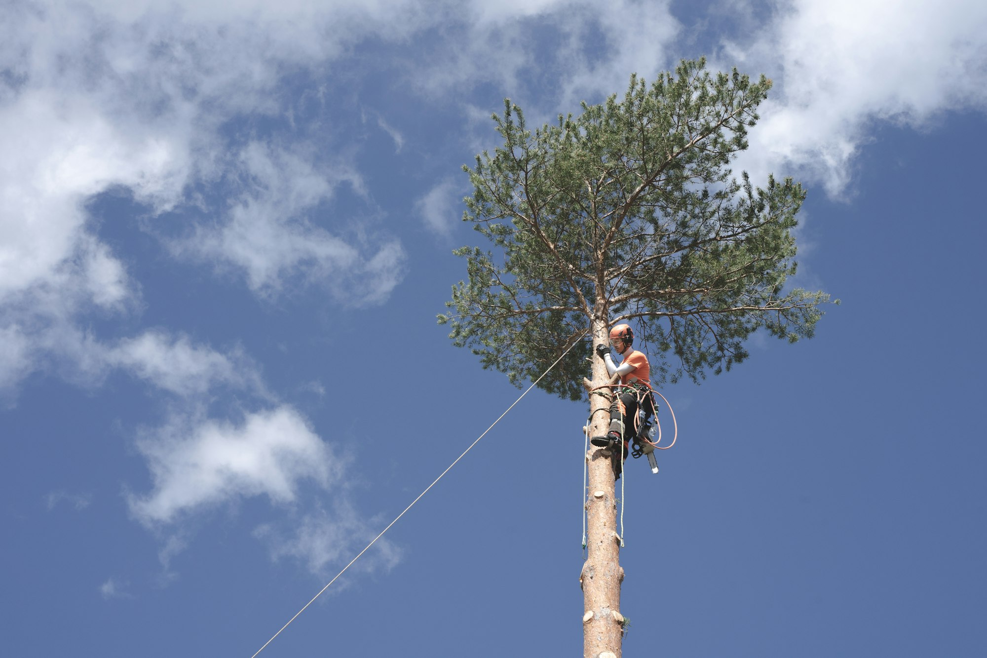 Arborist climber on rope mid-canopy making a cut on a Hornsby Shire property